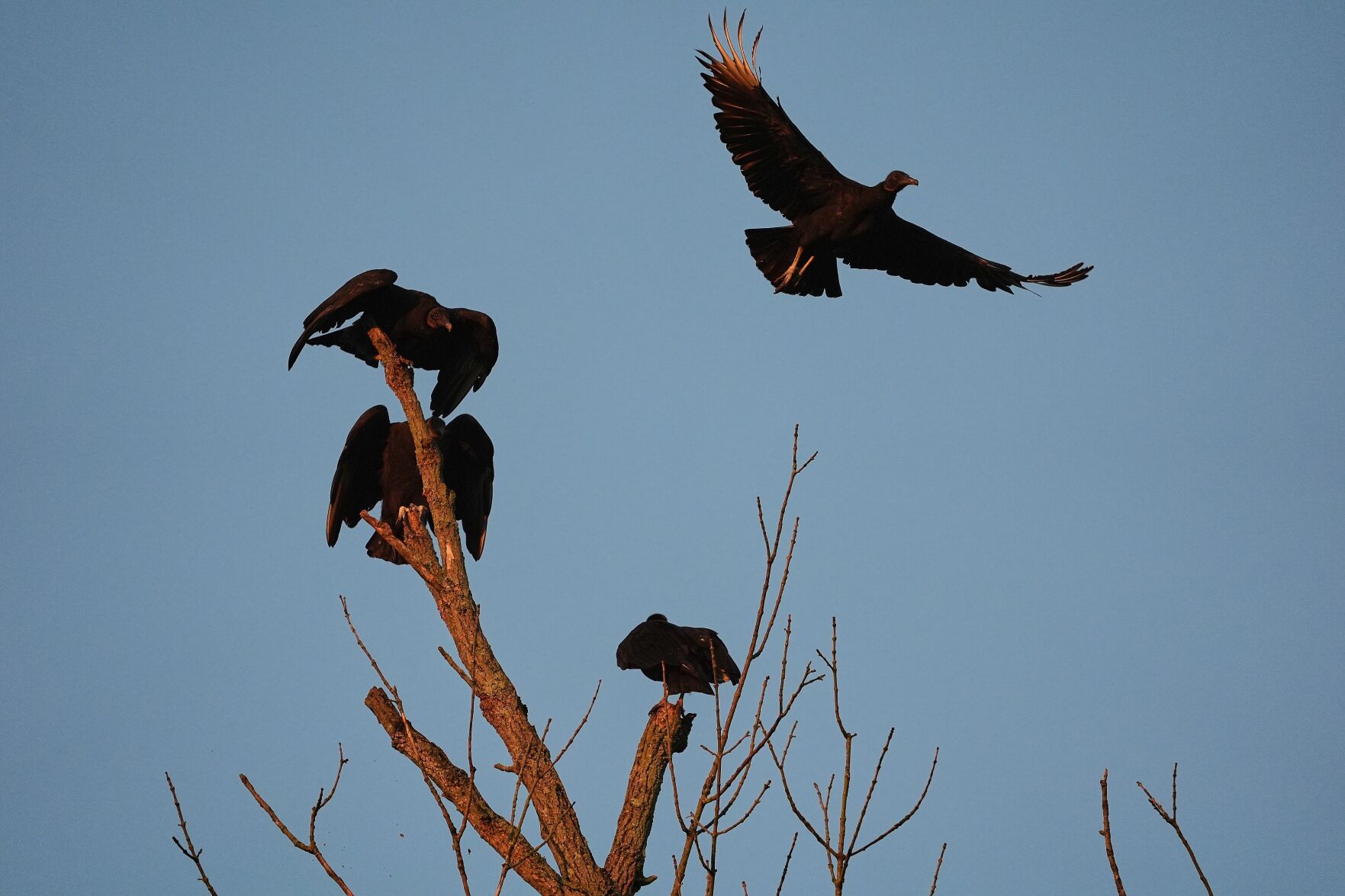 Climate Black Vultures Livestock